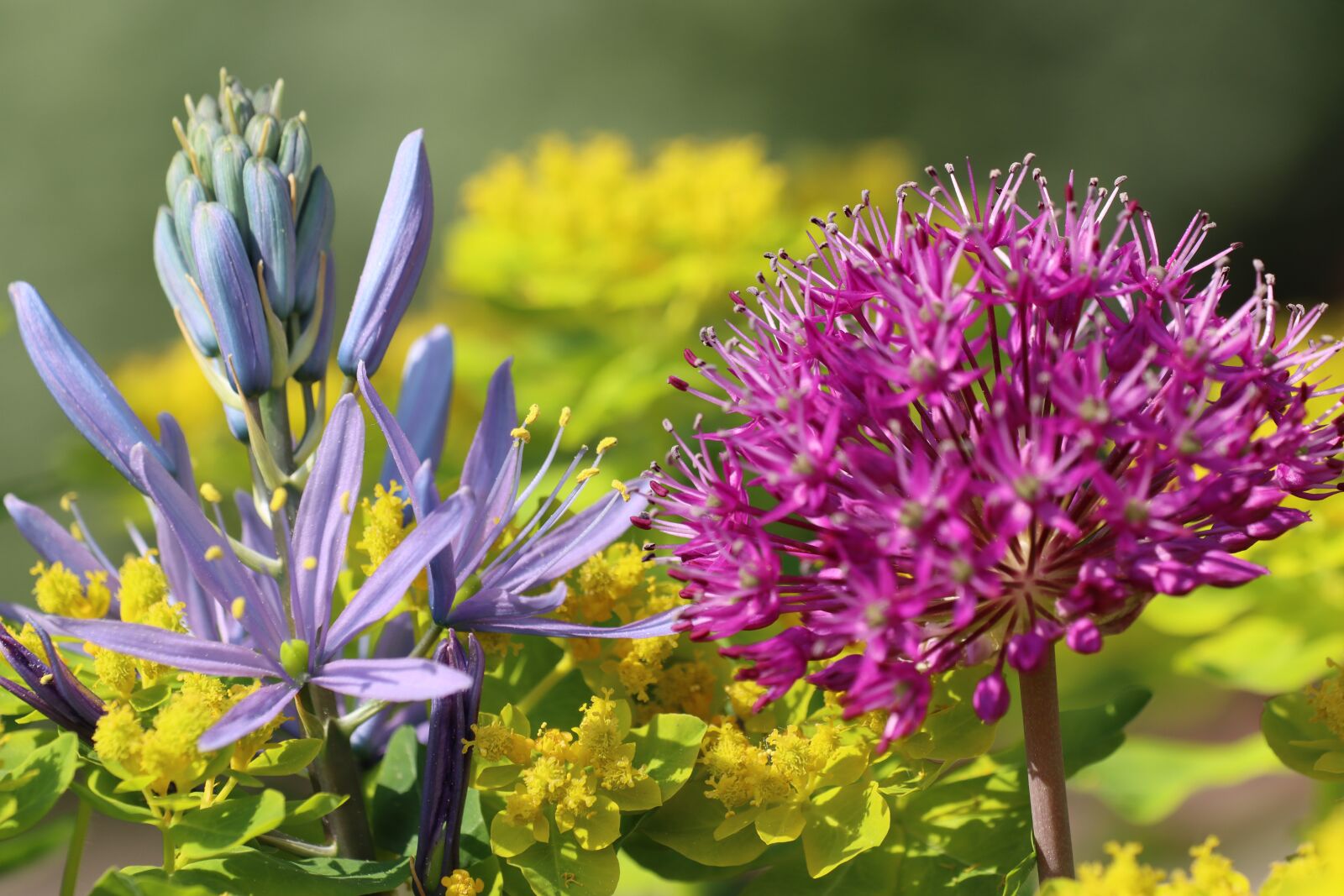 Canon EOS 90D sample photo. Flowers, shrub, blossom photography