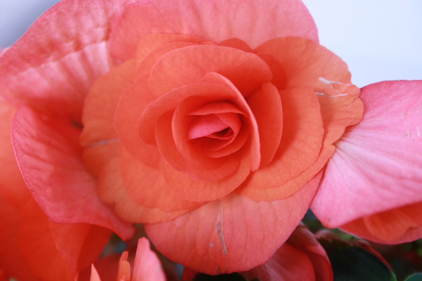 Canon EOS 400D (EOS Digital Rebel XTi / EOS Kiss Digital X) sample photo. Begonia, flower, pink photography
