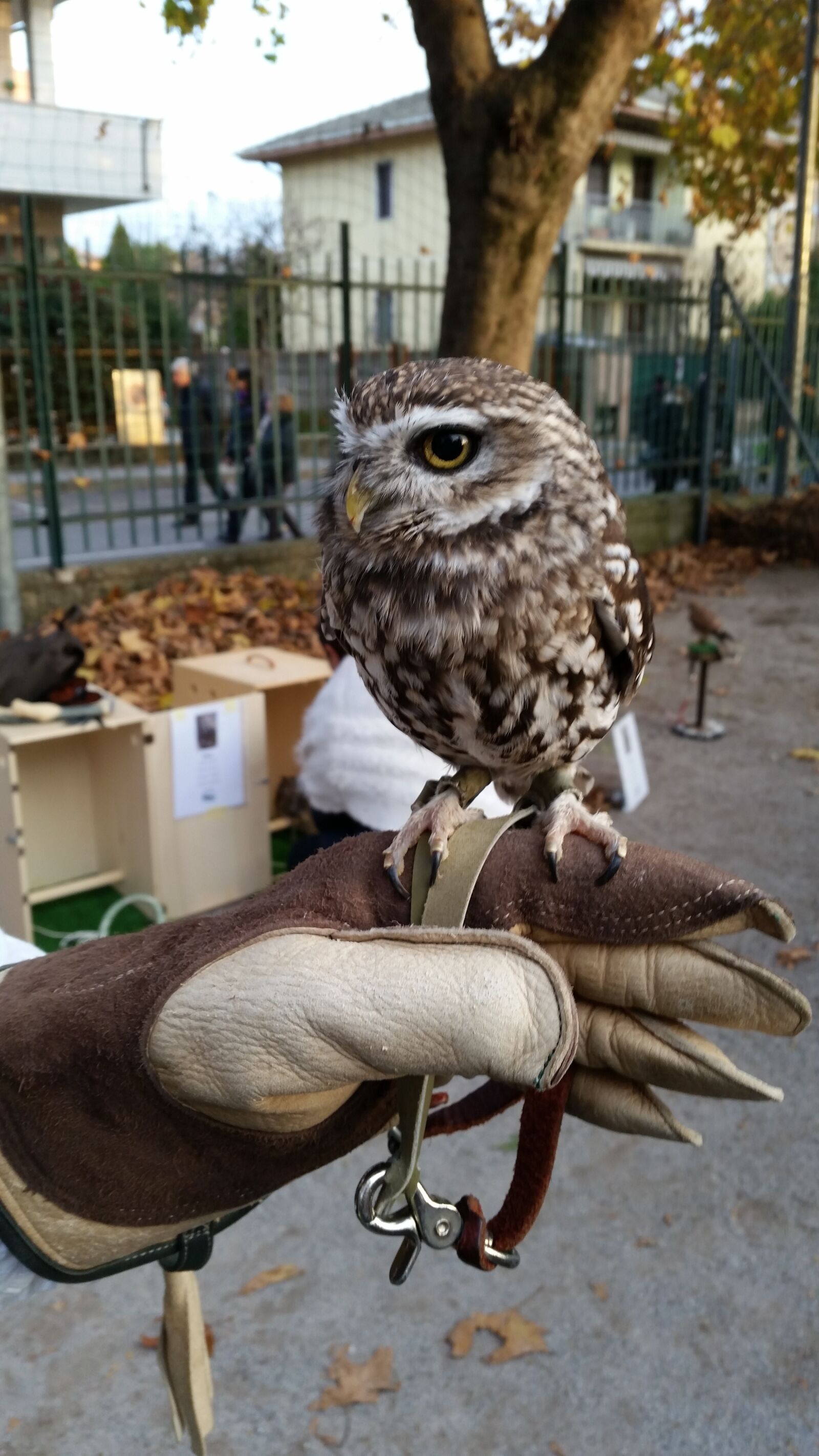 Samsung Galaxy S5 sample photo. Owl, bird, nature photography