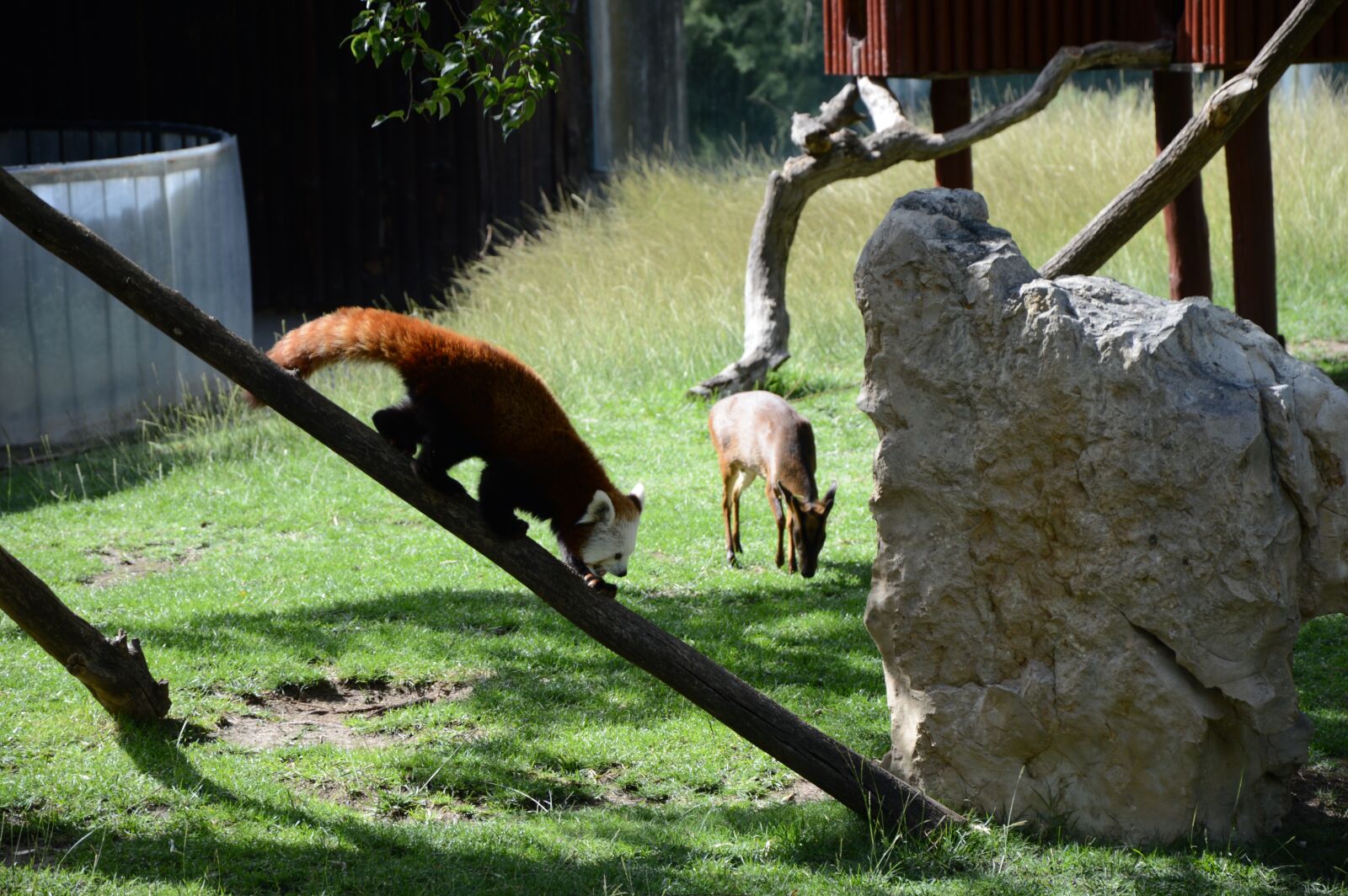 Nikon D3200 sample photo. Fox, pomeranian, zoo photography