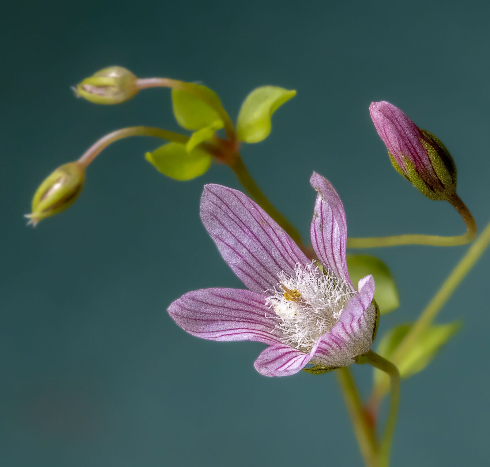 Canon EF 100mm F2.8L Macro IS USM sample photo. Bog-pimpernel, wildflower, rare photography