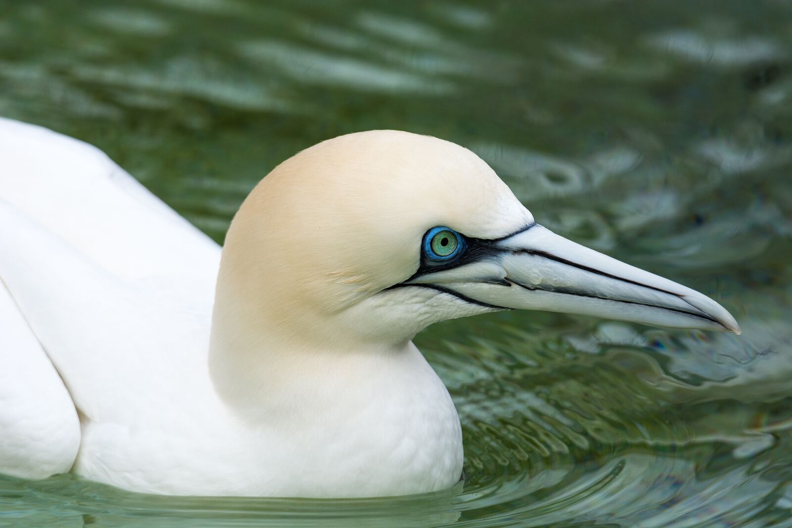 Nikon D7100 sample photo. Boobies, bird, close up photography