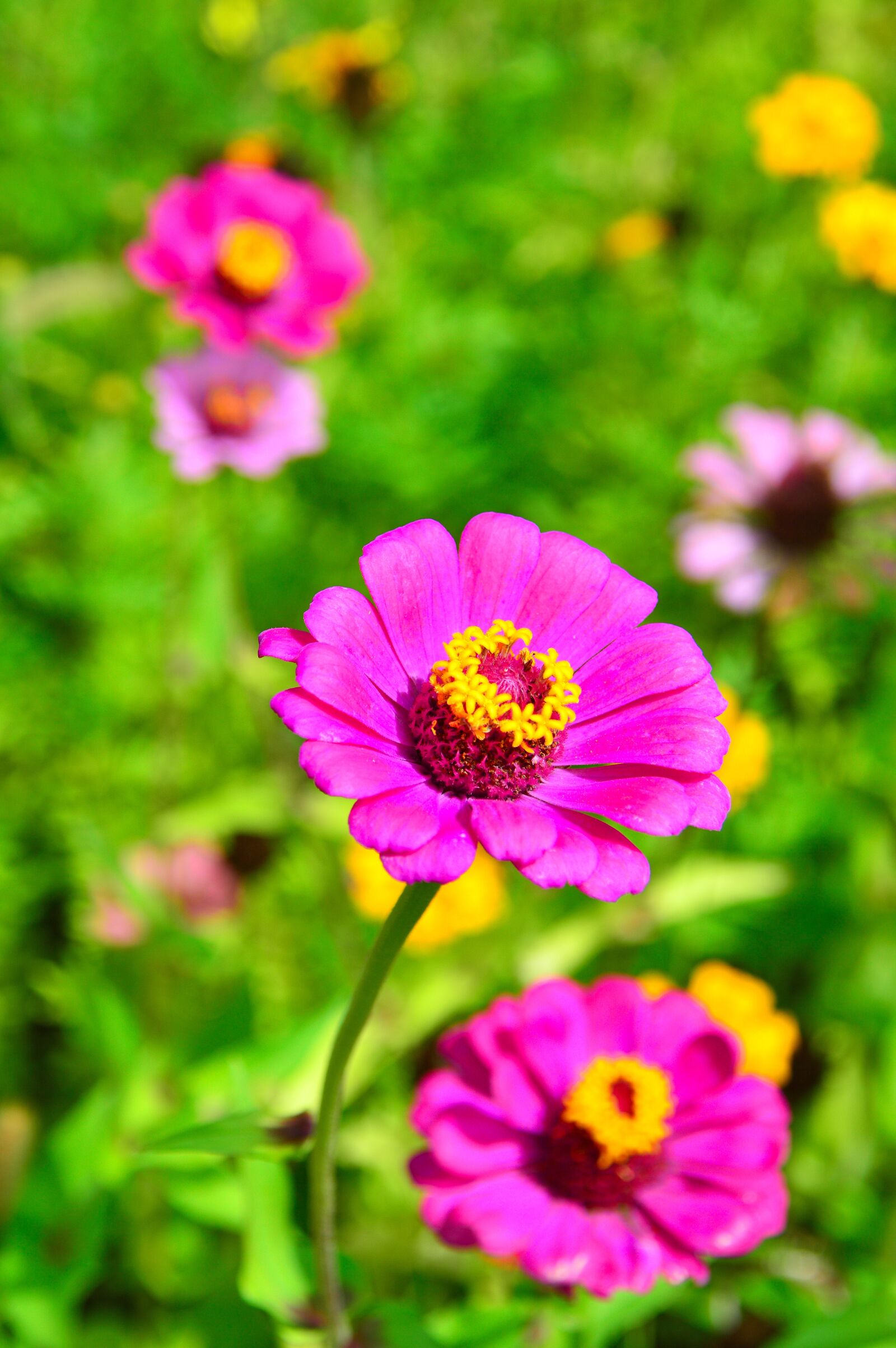 Nikon D3200 sample photo. Color, summer, flowers photography