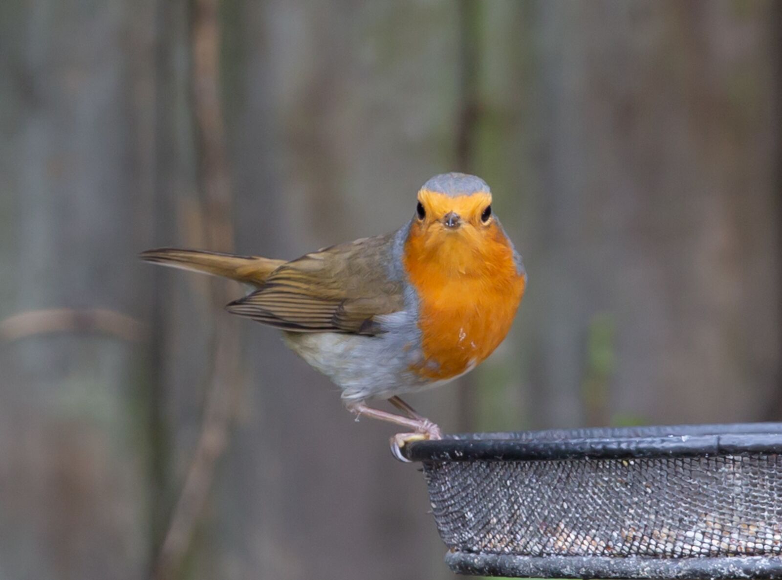 Canon EOS 5D Mark III + Canon EF 100-400mm F4.5-5.6L IS II USM sample photo. Robin redbreast, robin, bird photography