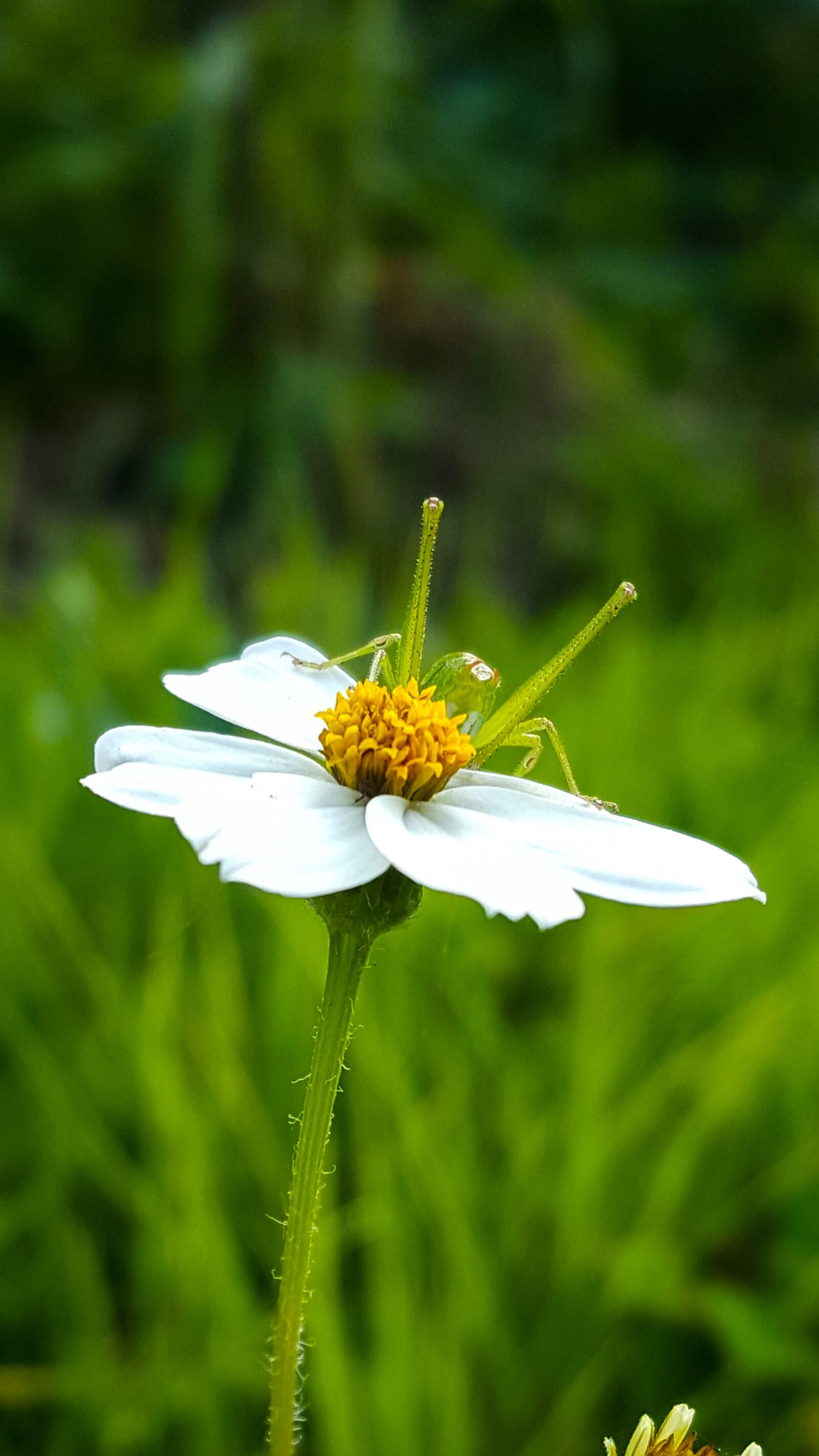Samsung Galaxy S6 sample photo. Cricket, nature, plant photography