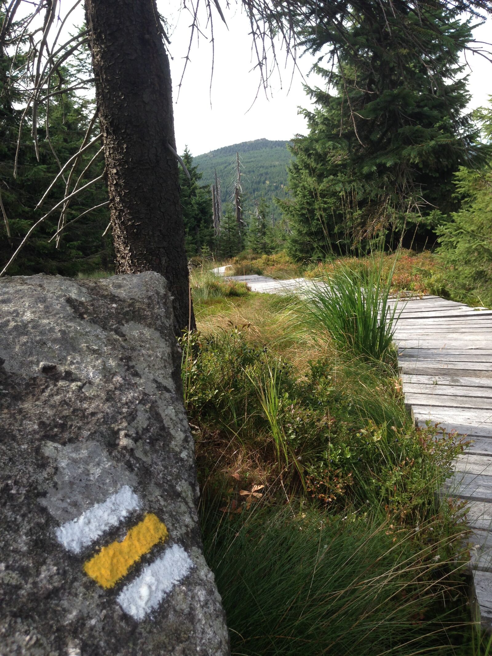 Apple iPhone 5 sample photo. Jizera mountains, path, forest photography