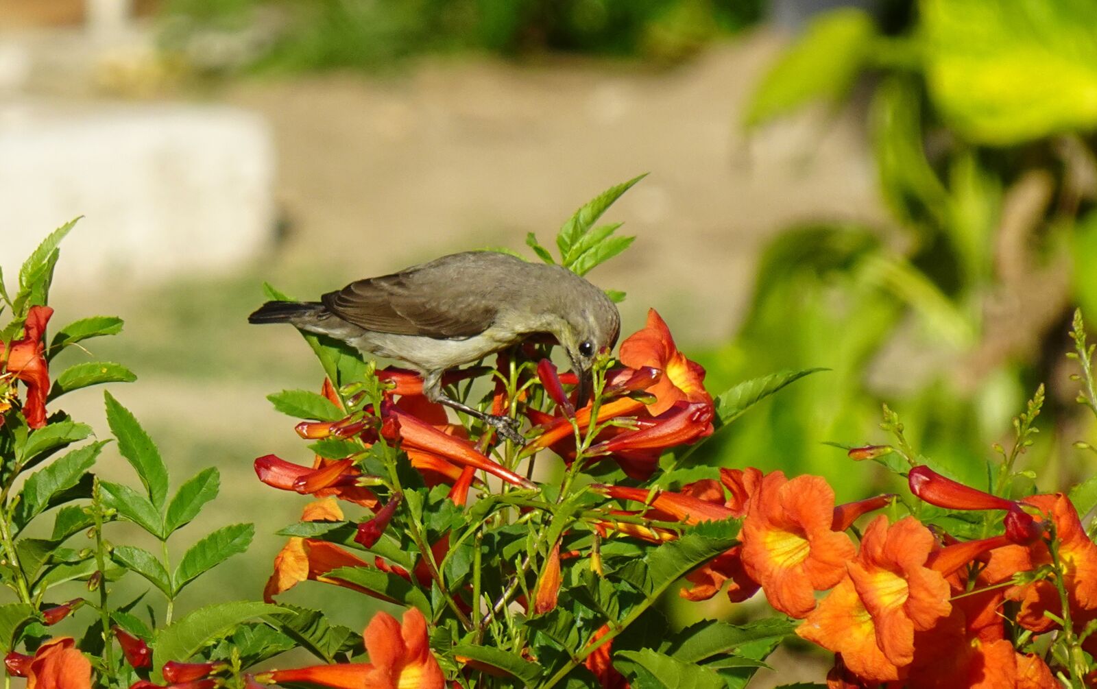 Sony DSC-WX800 sample photo. Bird, purple sunbird, cinnyris photography
