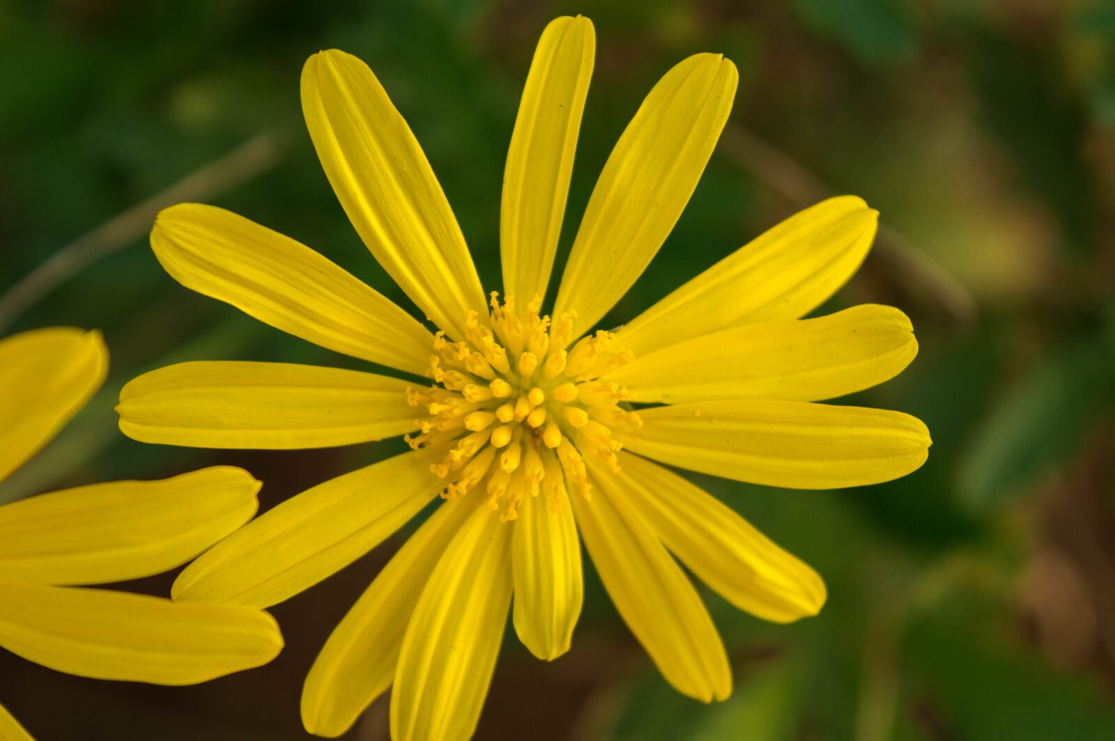 Nikon D3200 sample photo. Flower, nature, green photography
