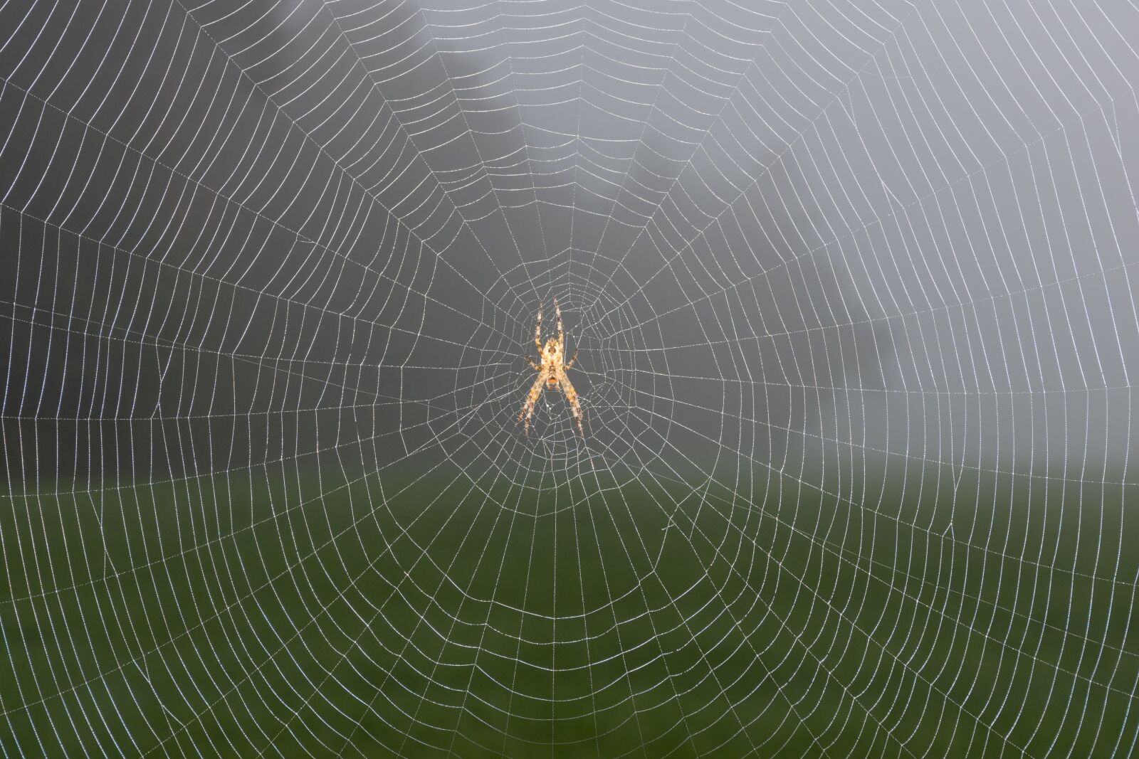Nikon D7200 sample photo. Nature, fog, landscape photography