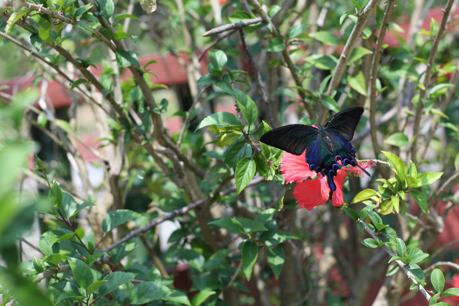 Canon EOS 700D (EOS Rebel T5i / EOS Kiss X7i) sample photo
