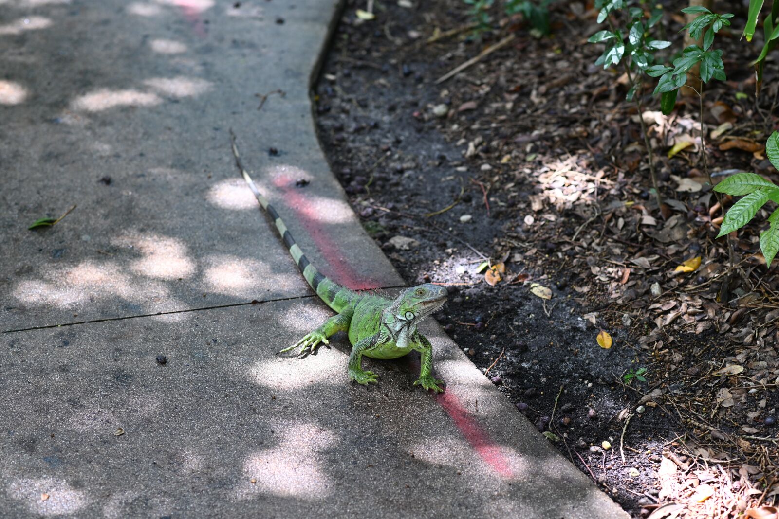 Nikon Z7 sample photo. Iguana, zoo, nature photography