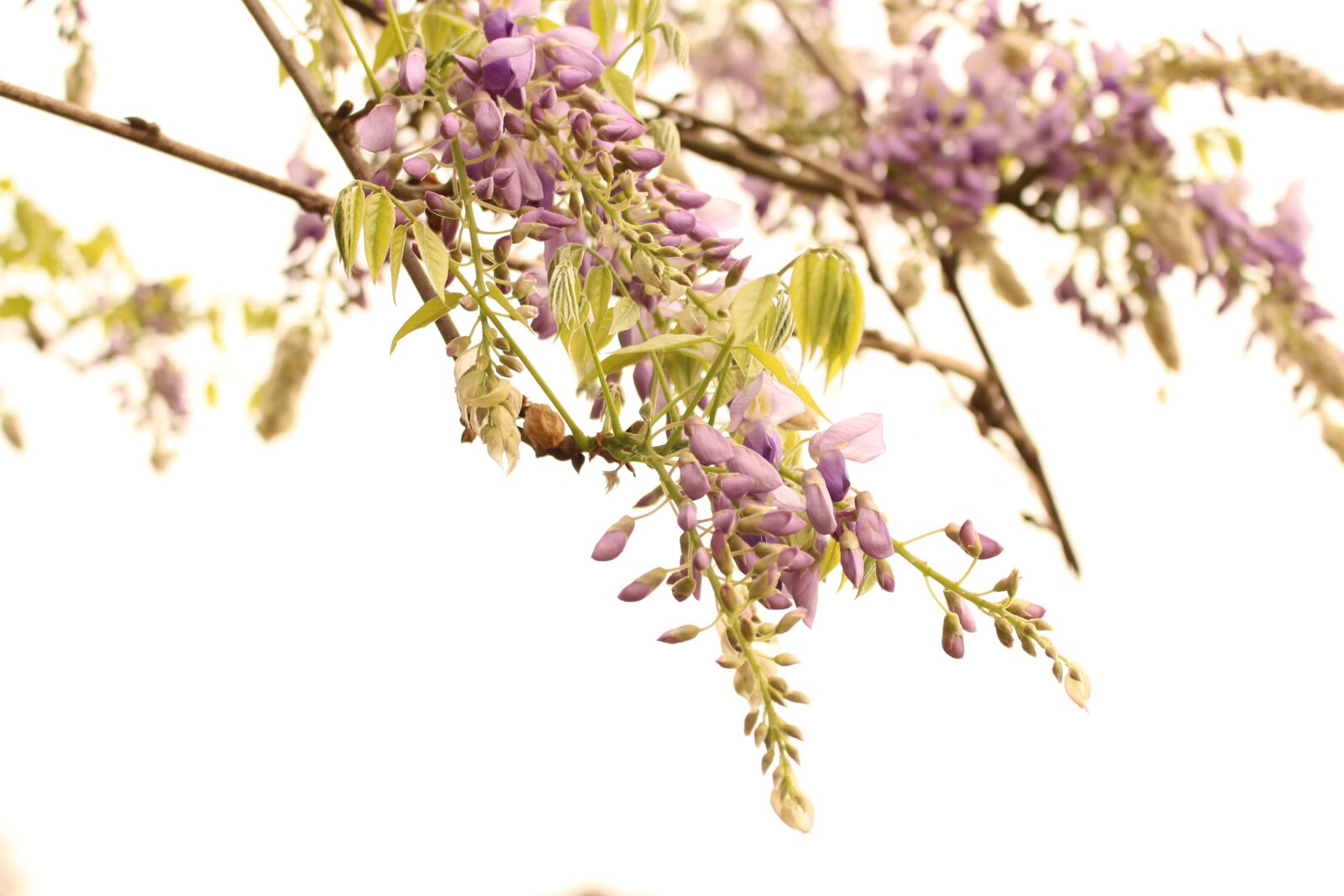 Canon EOS 700D (EOS Rebel T5i / EOS Kiss X7i) sample photo. Wisteria, flower, spring photography