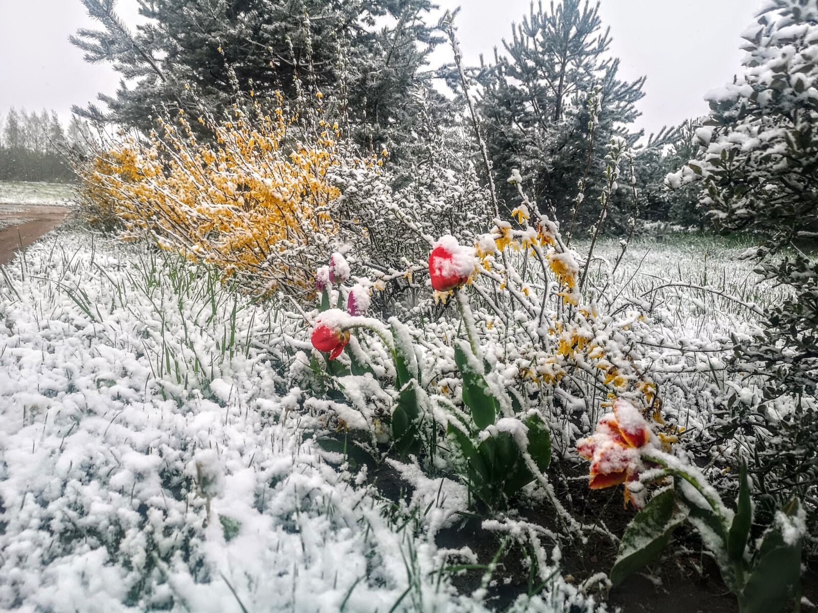 HUAWEI CLT-L29 sample photo. Tulip, snow, spring photography