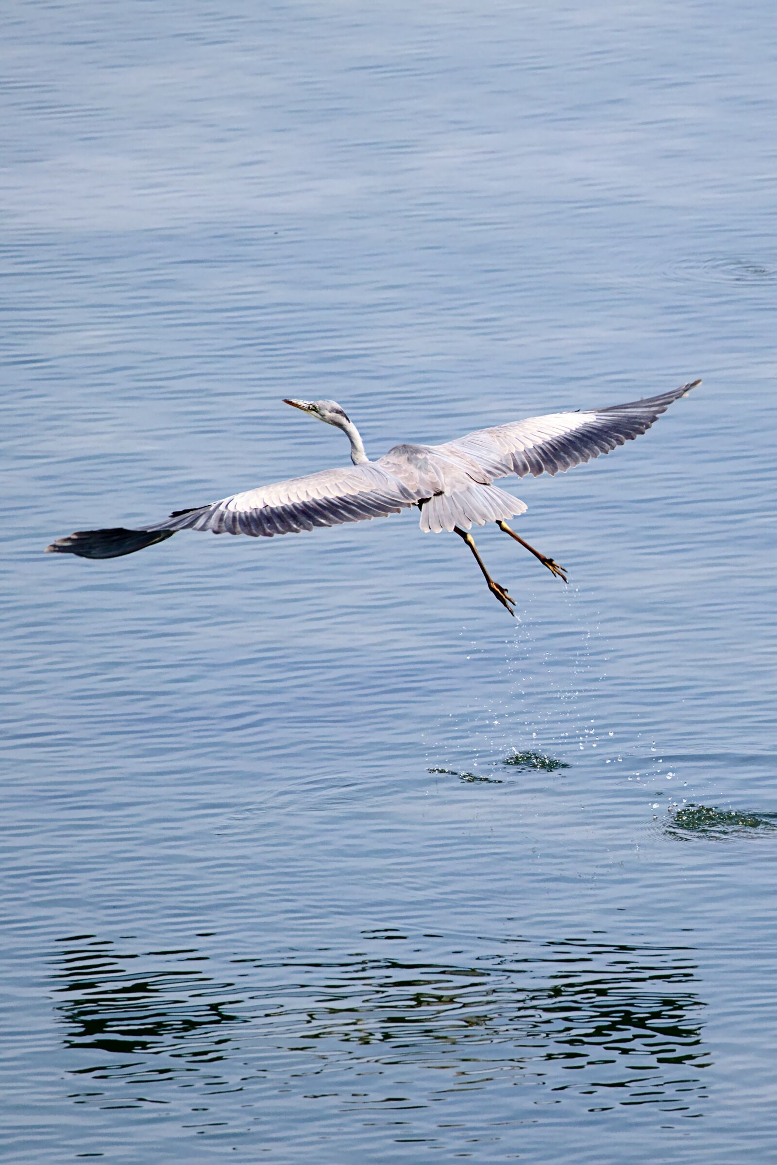 Canon EOS M5 sample photo. Grey heron, water, bird photography