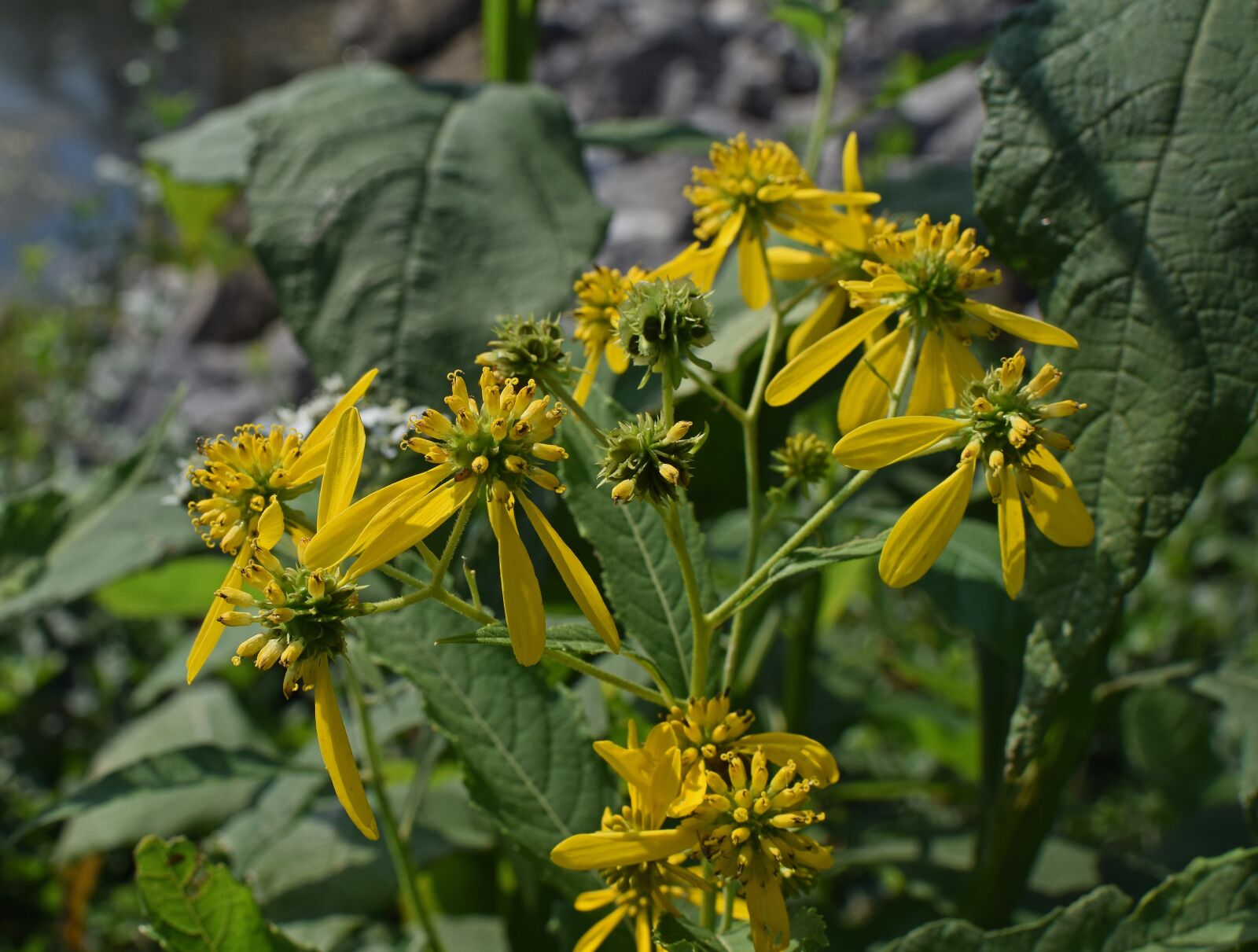 Nikon D3300 sample photo. Wild sunflower, wildflower, sunflower photography