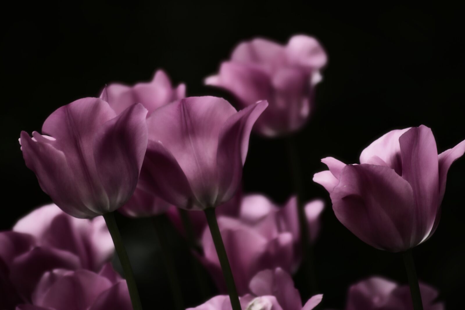 Canon EOS 1300D (EOS Rebel T6 / EOS Kiss X80) sample photo. Tulips, pink, flowers photography