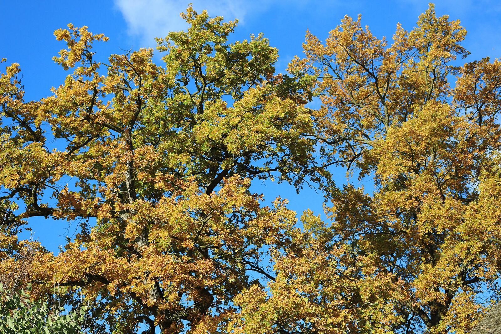 Canon EOS 700D (EOS Rebel T5i / EOS Kiss X7i) sample photo. Autumn, leaves, fall foliage photography