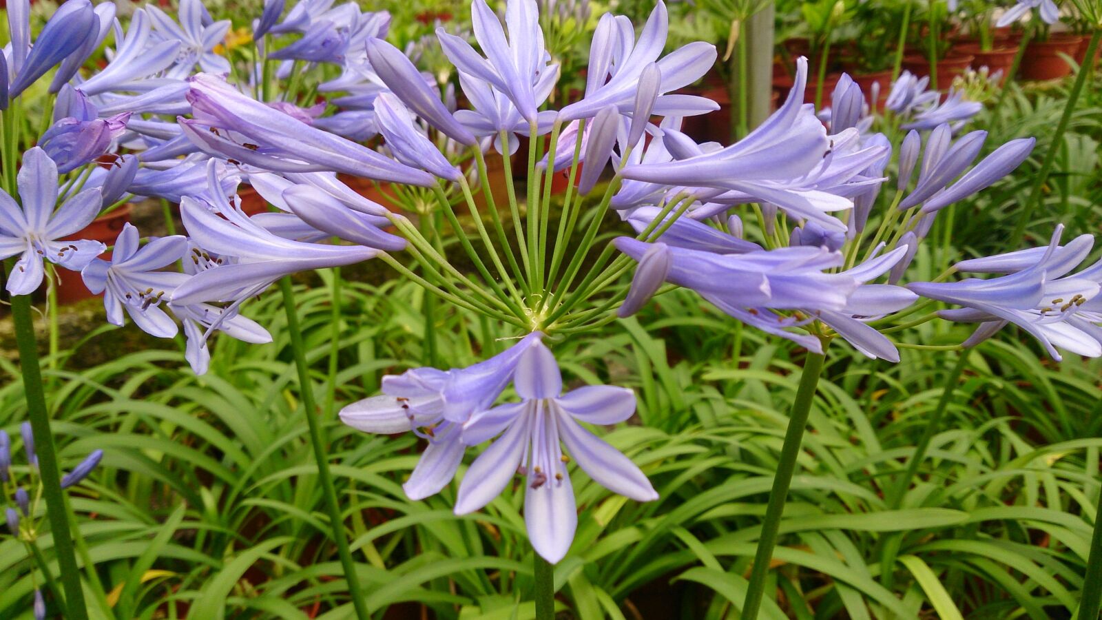 Sony Xperia ZR sample photo. Plant, flower, purple photography