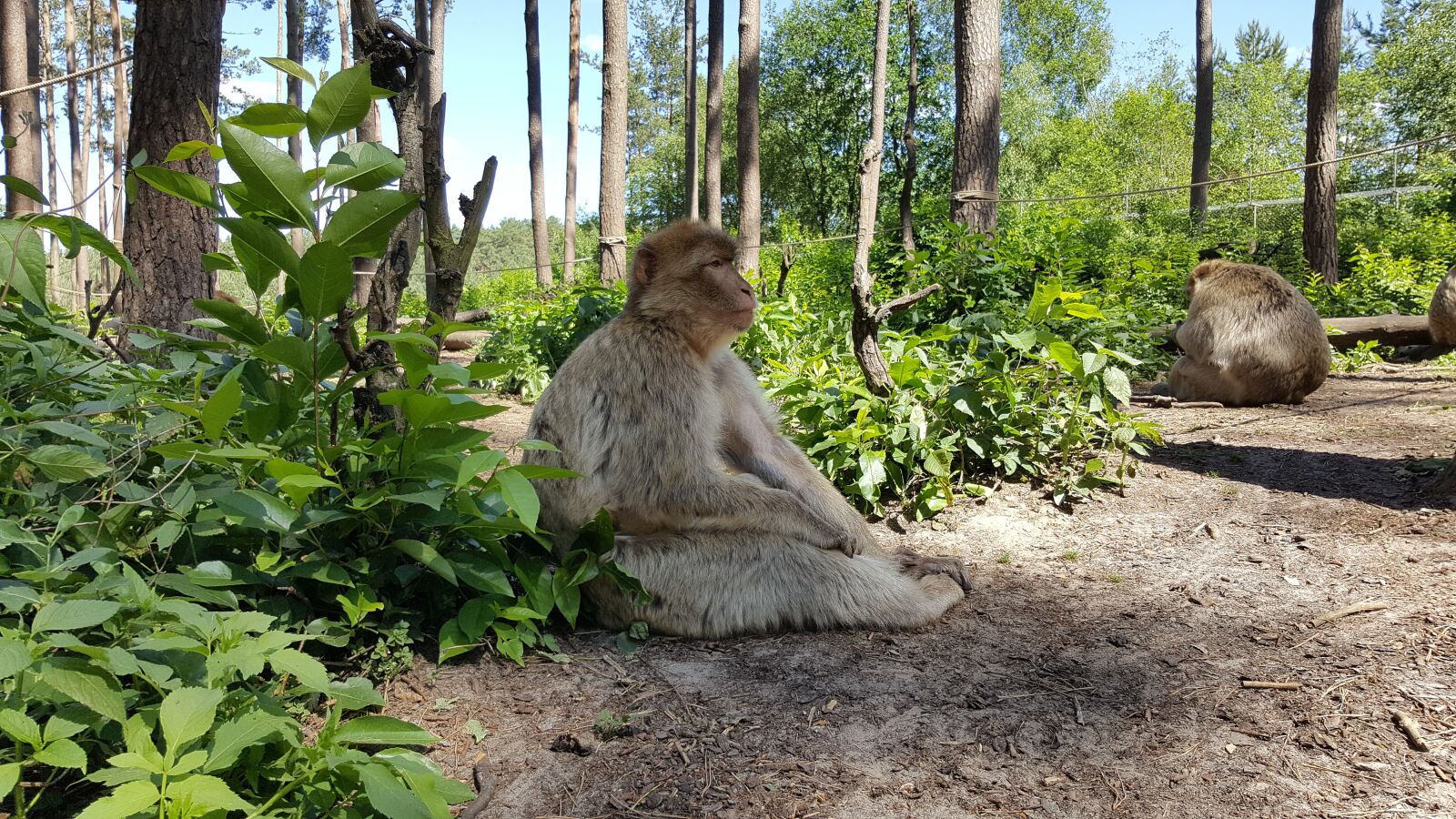 Samsung Galaxy S6 sample photo. Monkey, view, zoo photography
