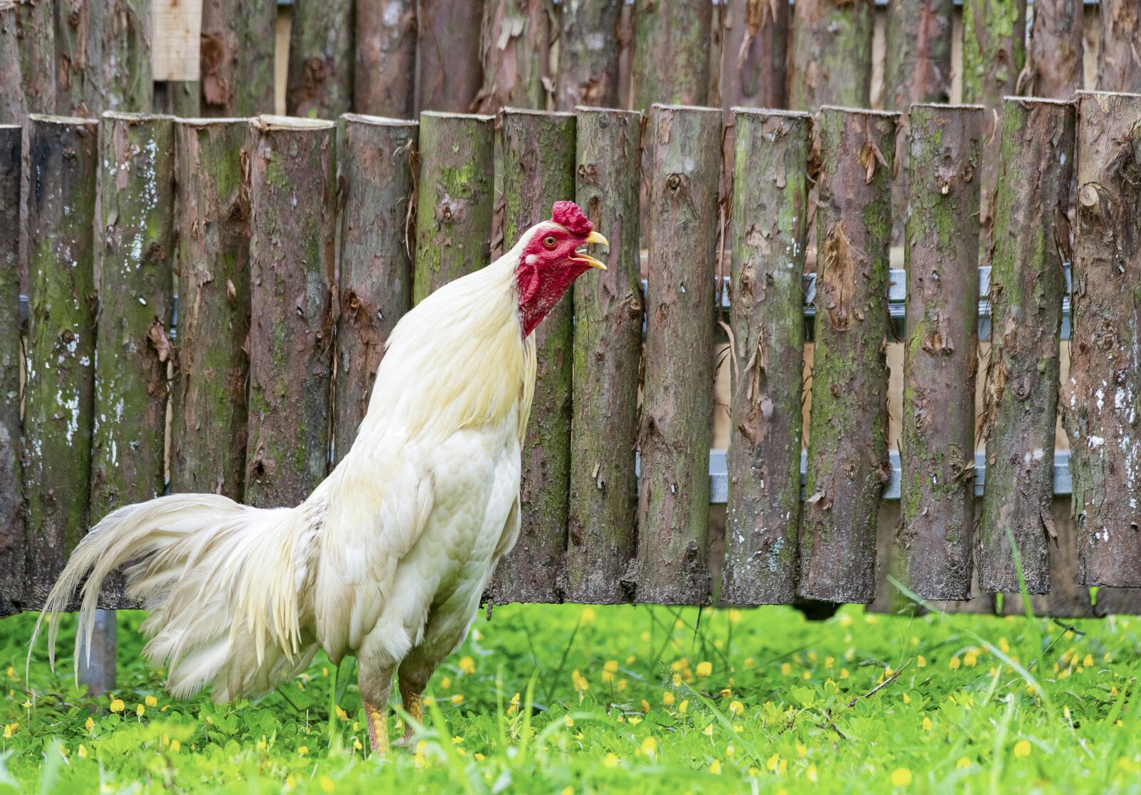Nikon D810 sample photo. Chicken, rico, delicious photography