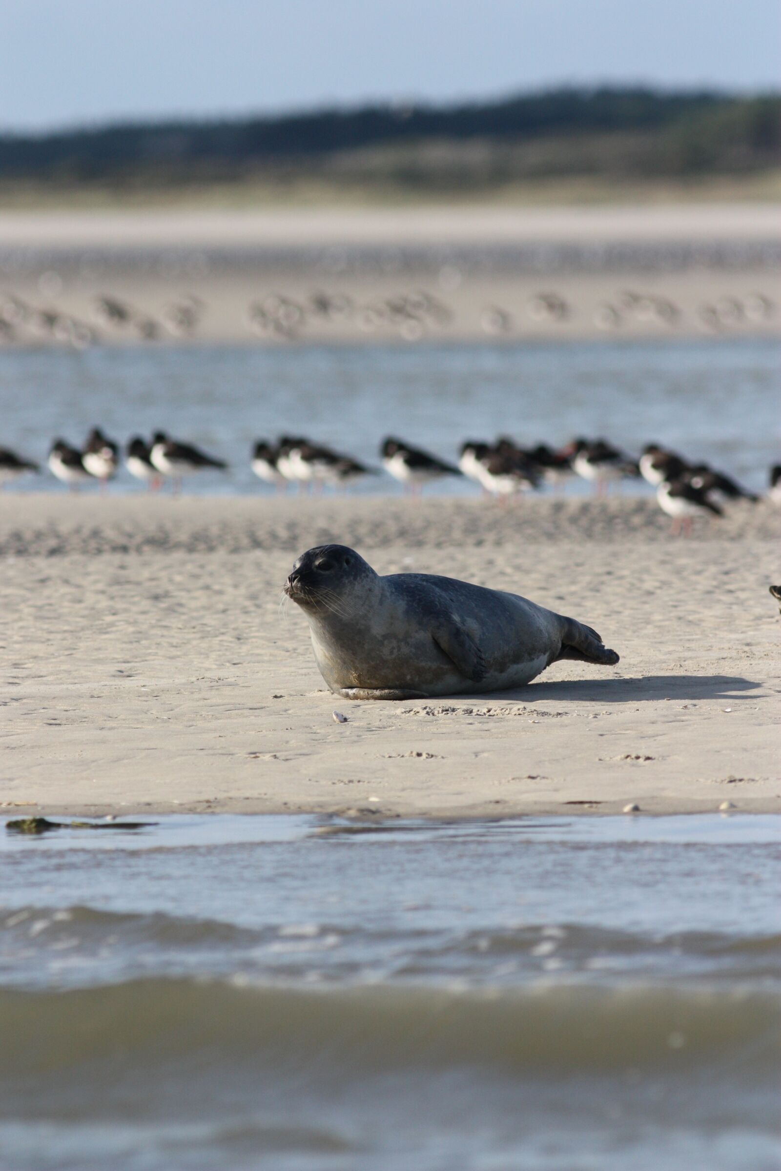 Canon EOS 450D (EOS Rebel XSi / EOS Kiss X2) sample photo. Seal, the common seal photography