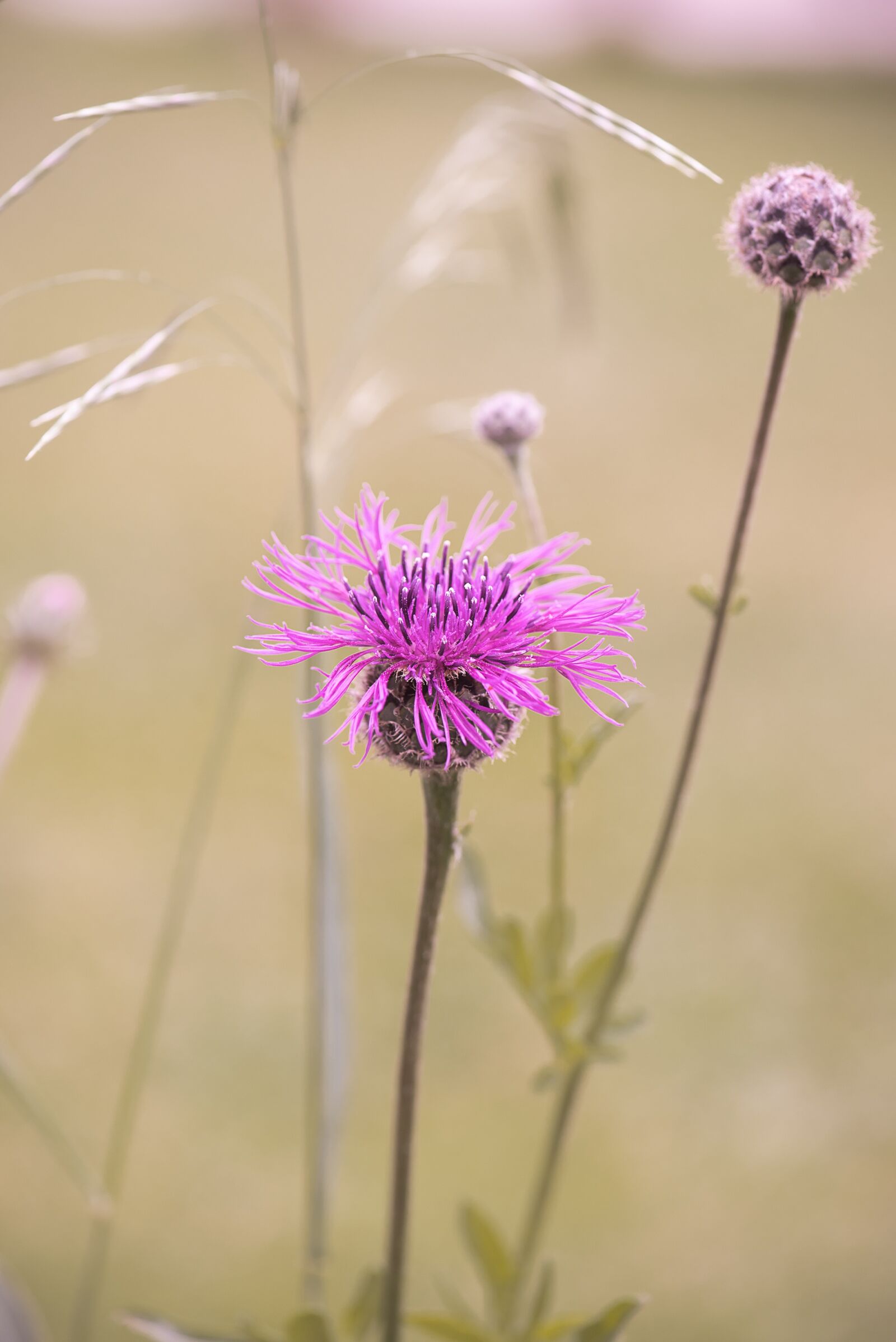 Nikon D750 sample photo. Flower, pink, pink flower photography