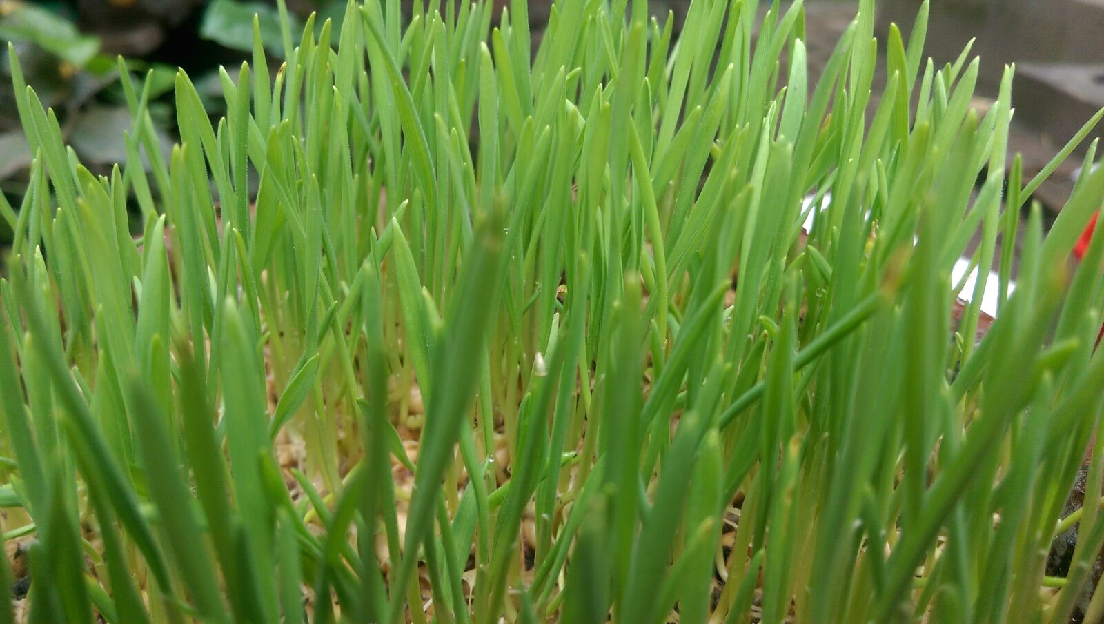 HTC ONE (M8) sample photo. Wheat, grass photography