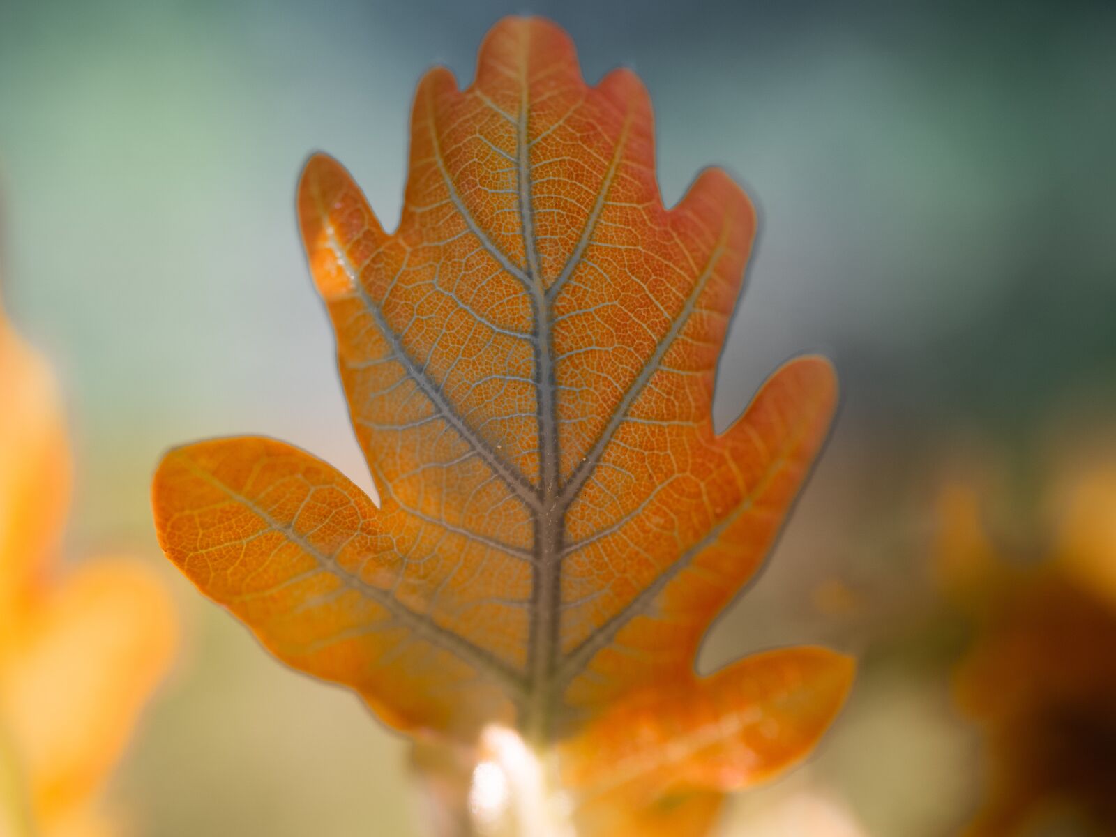Olympus PEN E-PL9 sample photo. Oak leaf, leaf, young photography