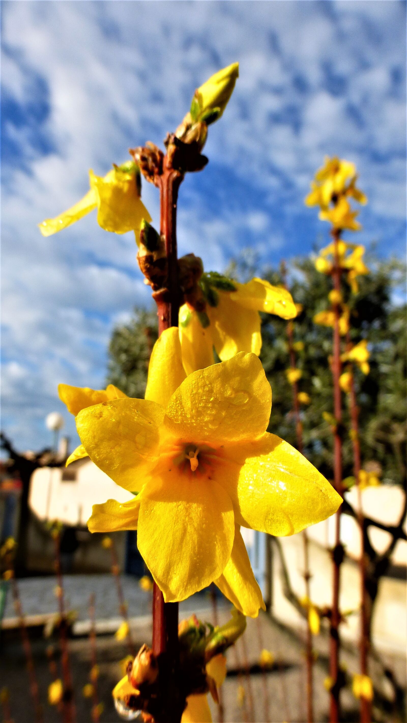 Panasonic Lumix DMC-ZS25 (Lumix DMC-TZ35) sample photo. Nature, flower, no person photography