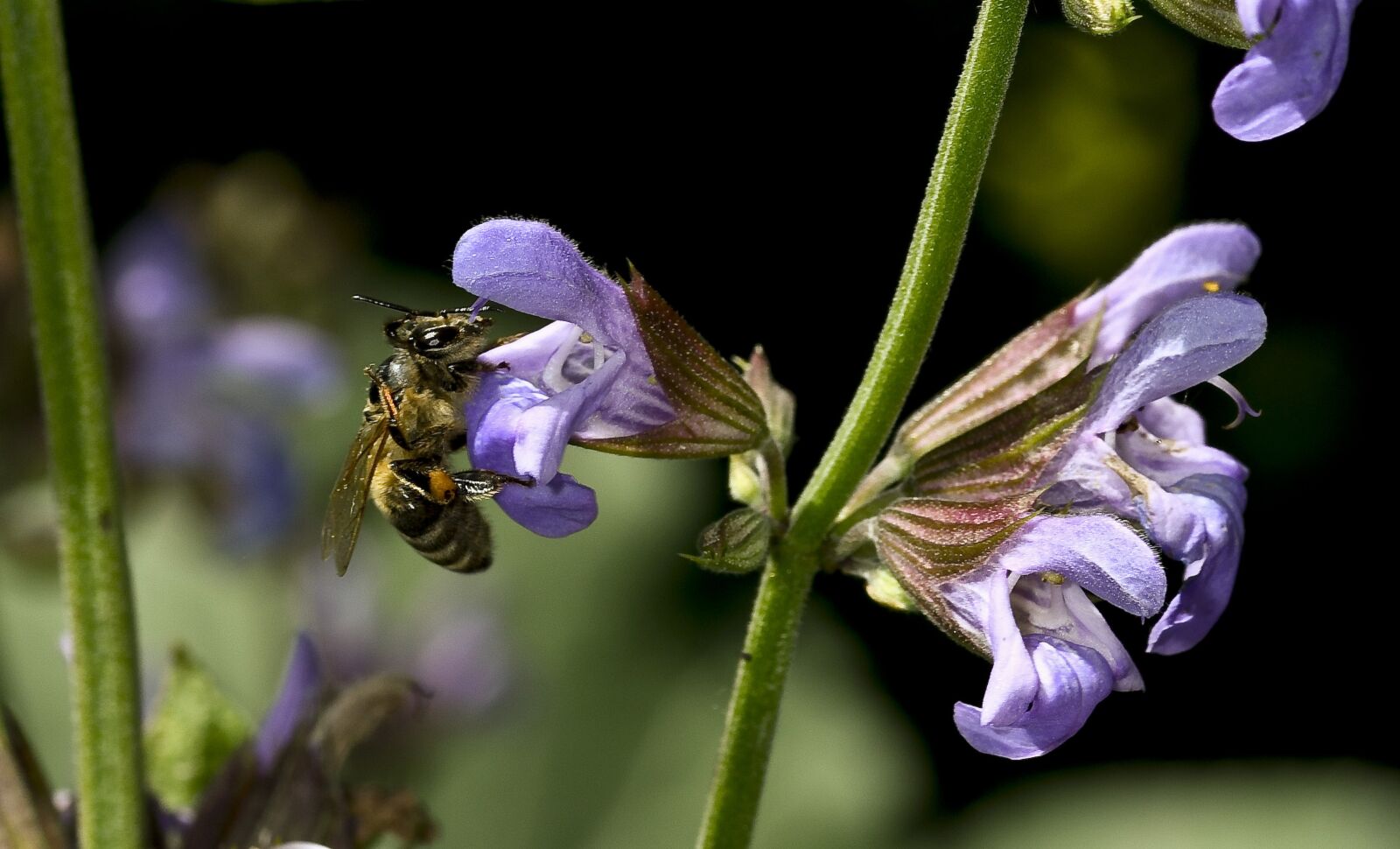 Nikon D500 sample photo. Sage flower, nature, bee photography