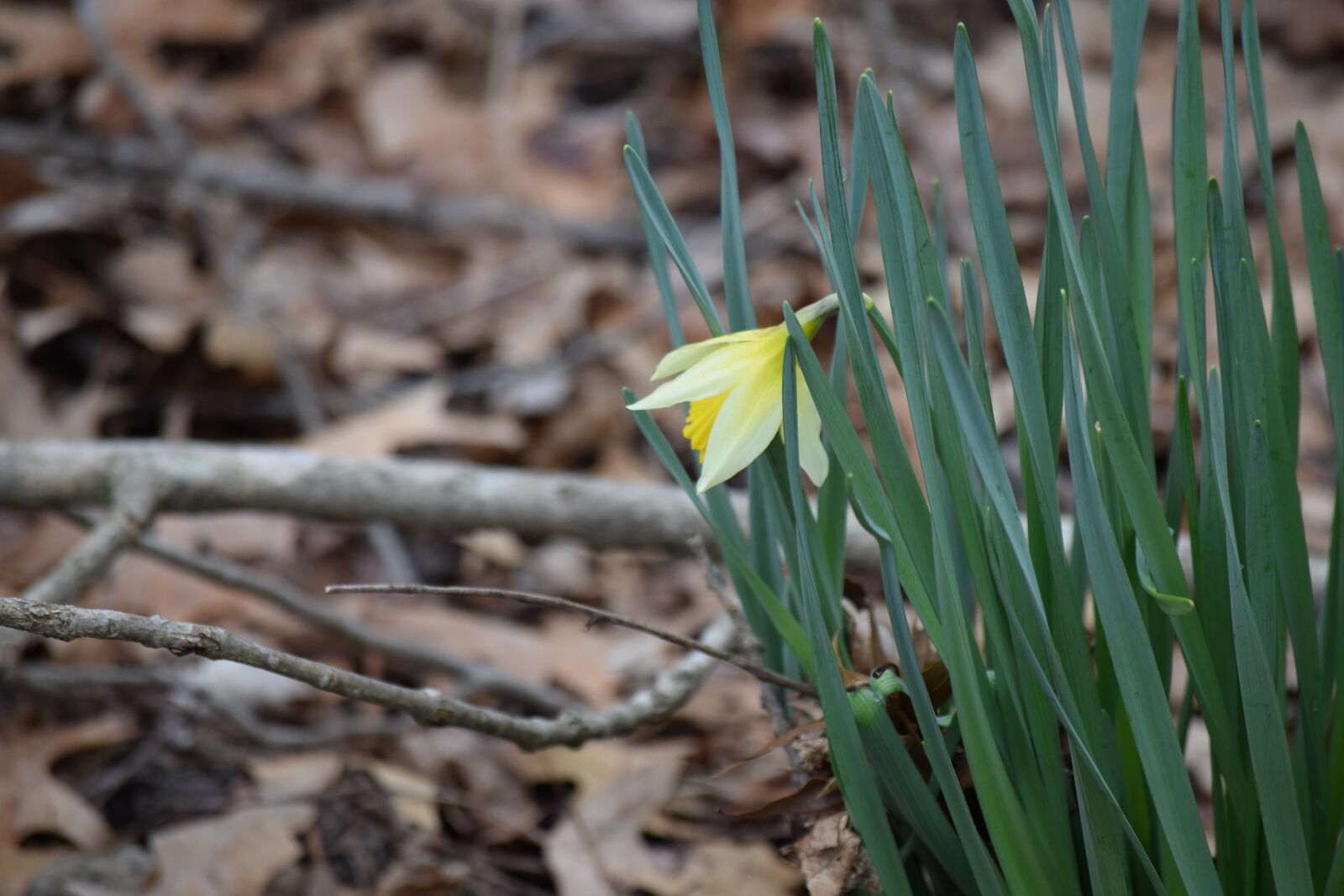 Nikon D3300 sample photo. Flower, nature, bloom photography