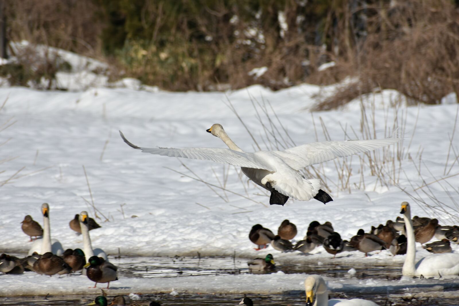 Nikon D7200 sample photo. Animal, lake, waterside photography