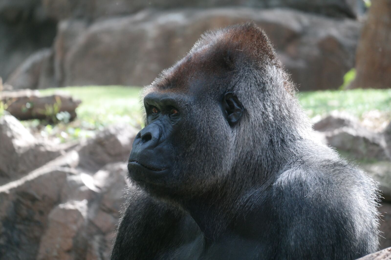 NX 50-200mm F4-5.6 sample photo. Silverback, gorilla, mammal photography