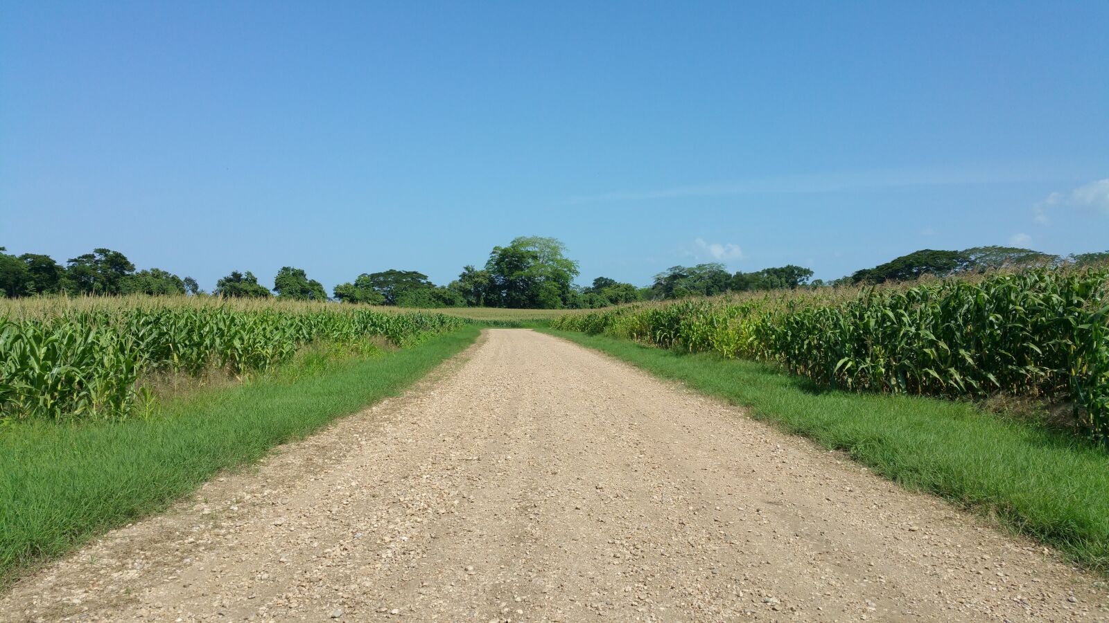 Samsung Galaxy Note4 sample photo. Crops, farming, belize photography