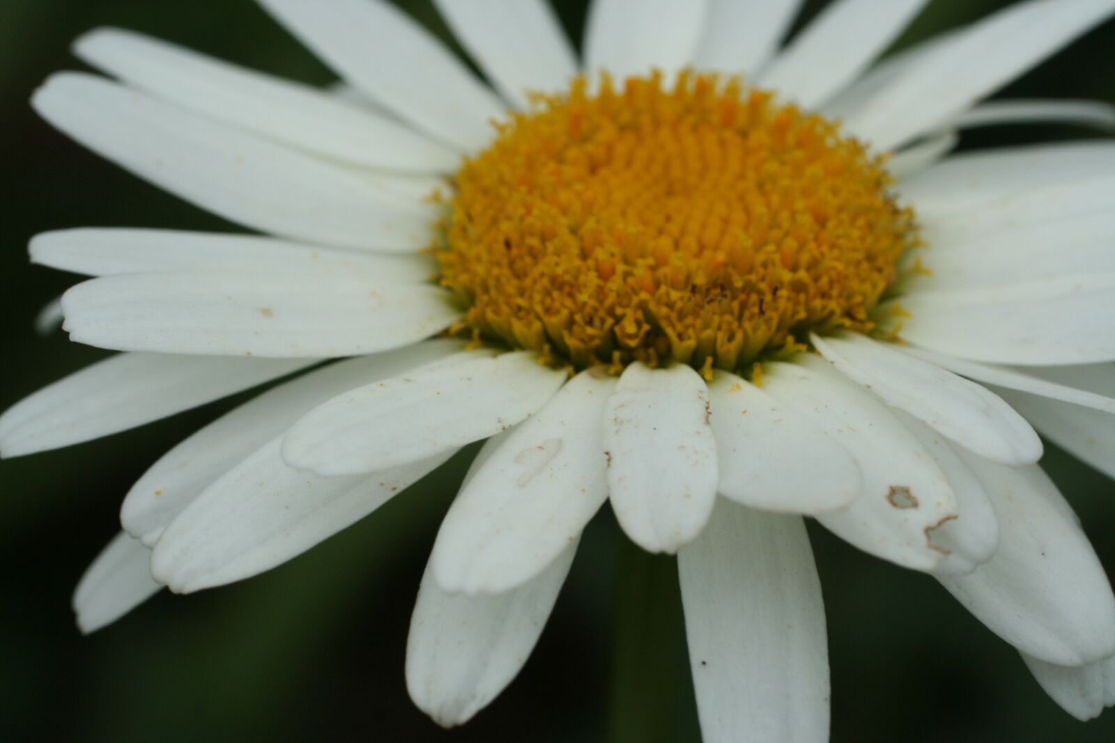 Canon EOS 350D (EOS Digital Rebel XT / EOS Kiss Digital N) sample photo. Shasta daisy, white, perennial photography