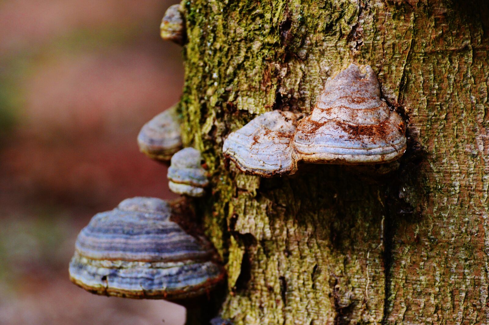 Nikon D3200 sample photo. Tree fungus, tree, mushroom photography