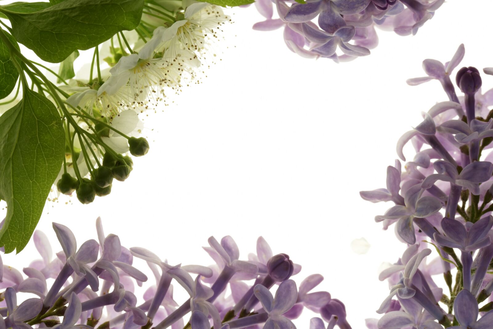 Nikon D750 sample photo. Frame, flowers, summer photography