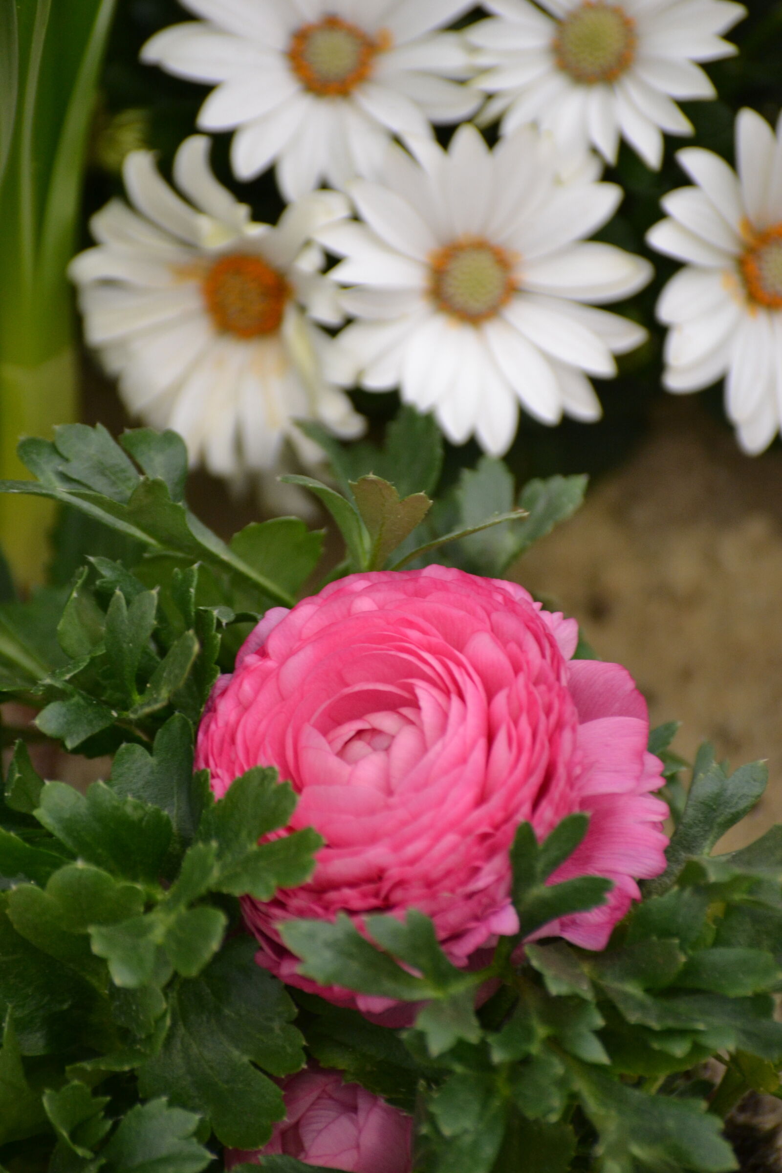 Nikon D3100 sample photo. Flowers, spring, spring, flowers photography