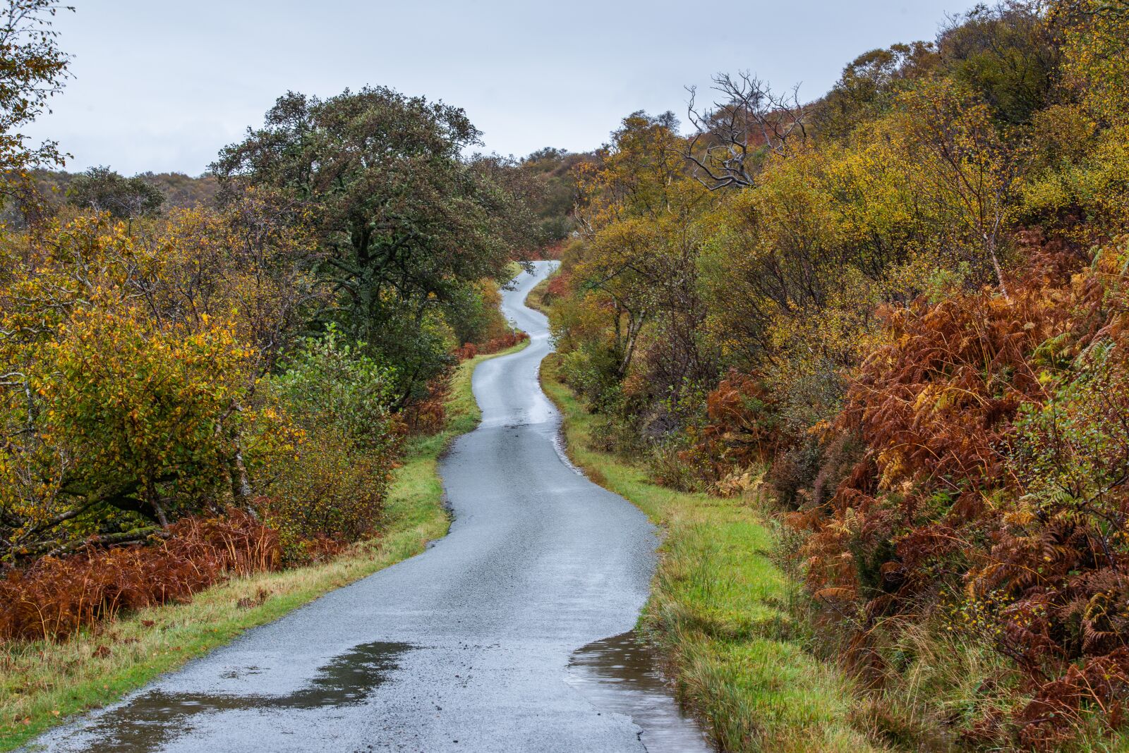 Nikon D800 sample photo. Road, rain, wound photography