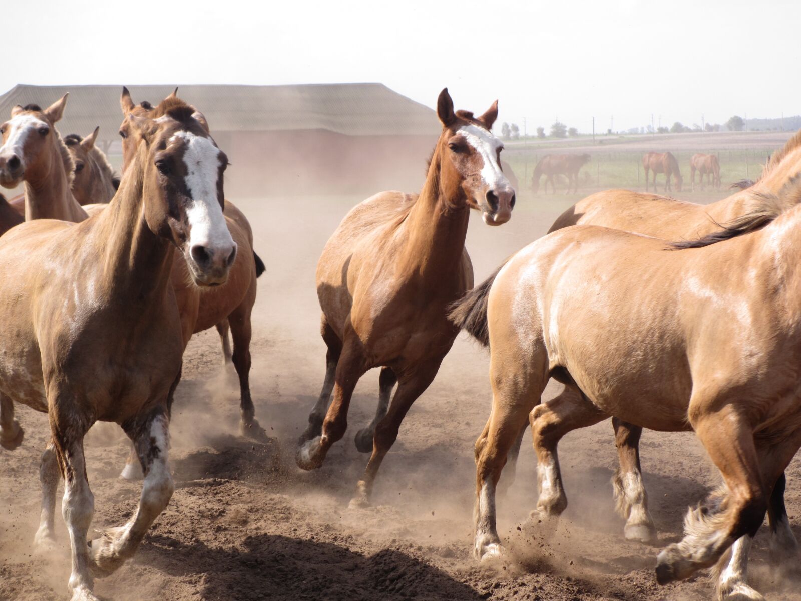 Canon PowerShot ELPH 310 HS (IXUS 230 HS / IXY 600F) sample photo. Horses, argentina, gaucho photography