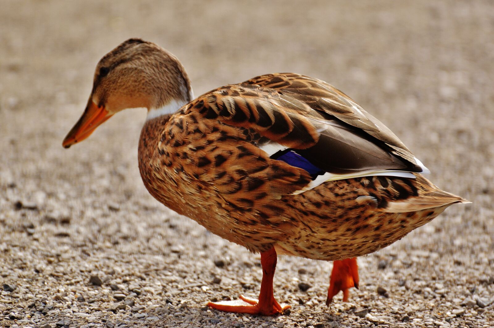 Nikon D3200 sample photo. Duck, water bird, poultry photography