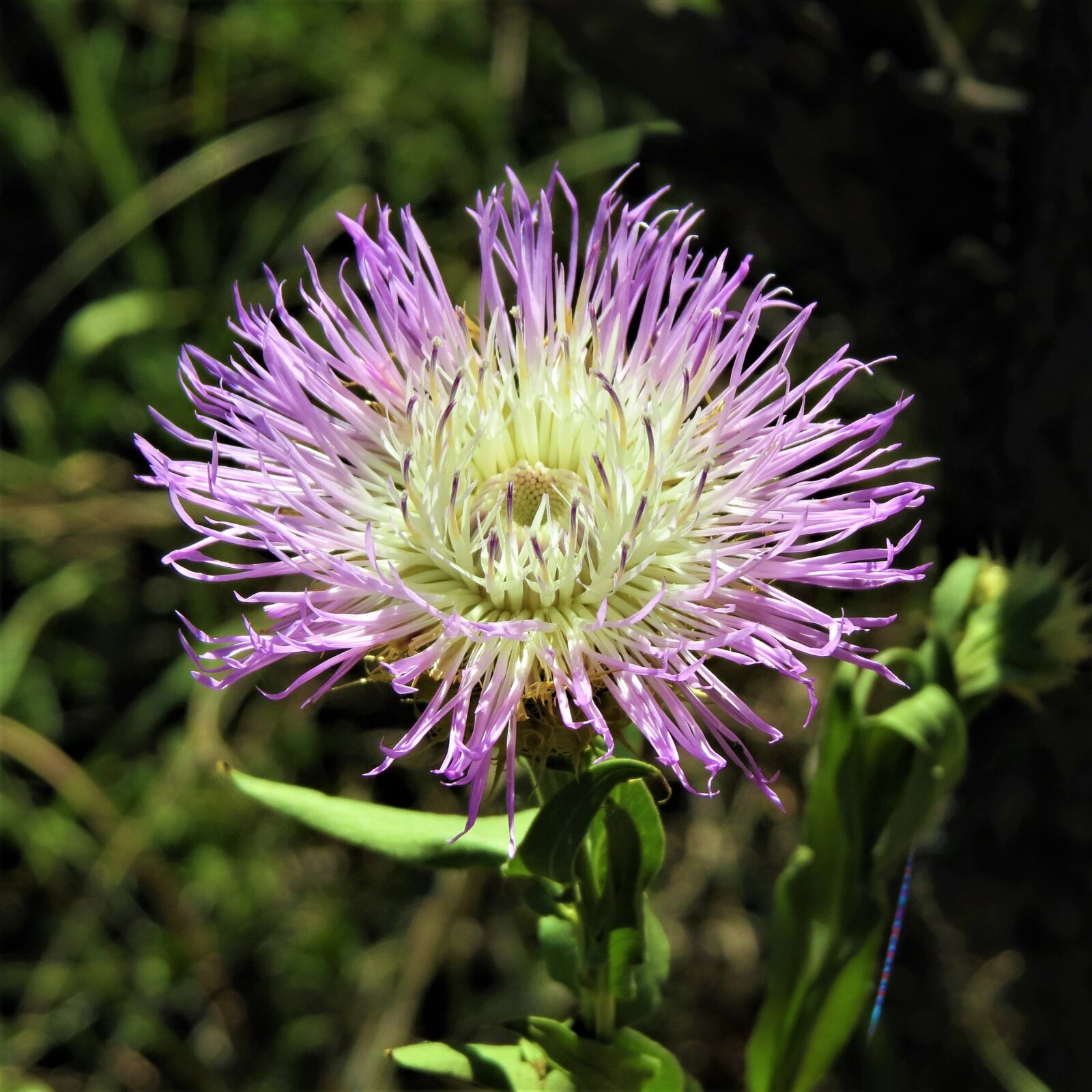Canon PowerShot SX50 HS sample photo. Flower, blue, white photography