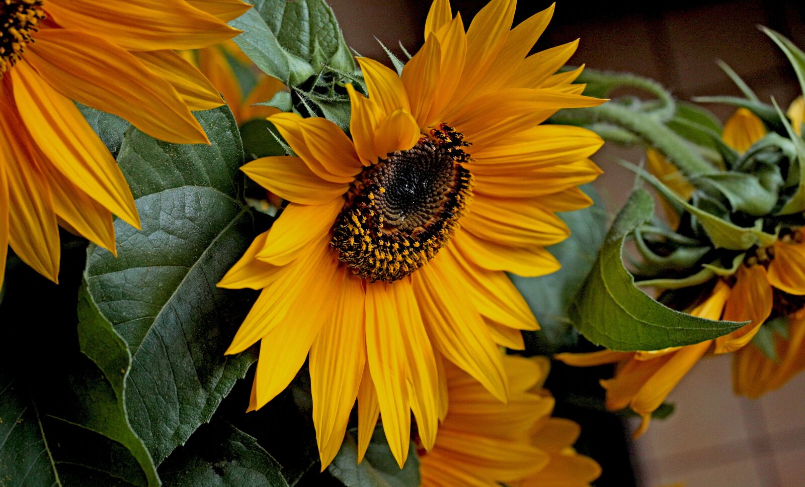 Canon EOS 5D Mark II sample photo. Sunflower, flower, yellow flowers photography