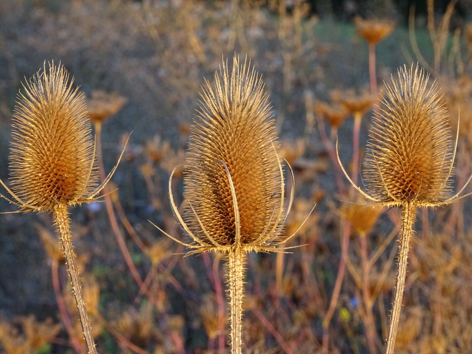 Sony DSC-HX60 sample photo. Thistle, karden, wild plant photography