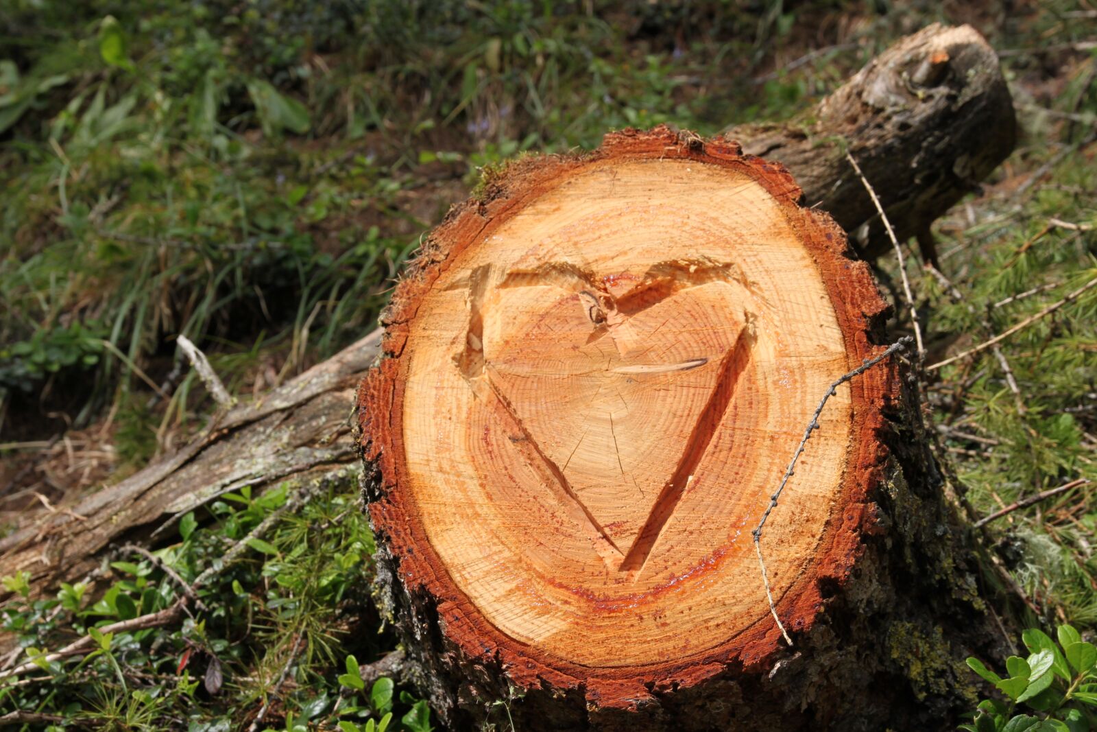 Canon EOS 500D (EOS Rebel T1i / EOS Kiss X3) sample photo. Switzerland, davos, tree photography