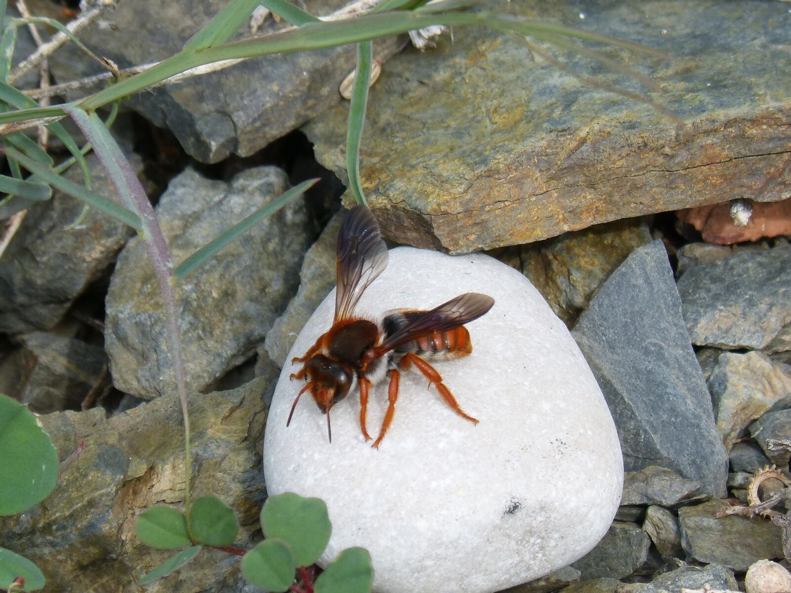 Panasonic DMC-FZ62 sample photo. Red bee, rhodanthidium sticticum photography