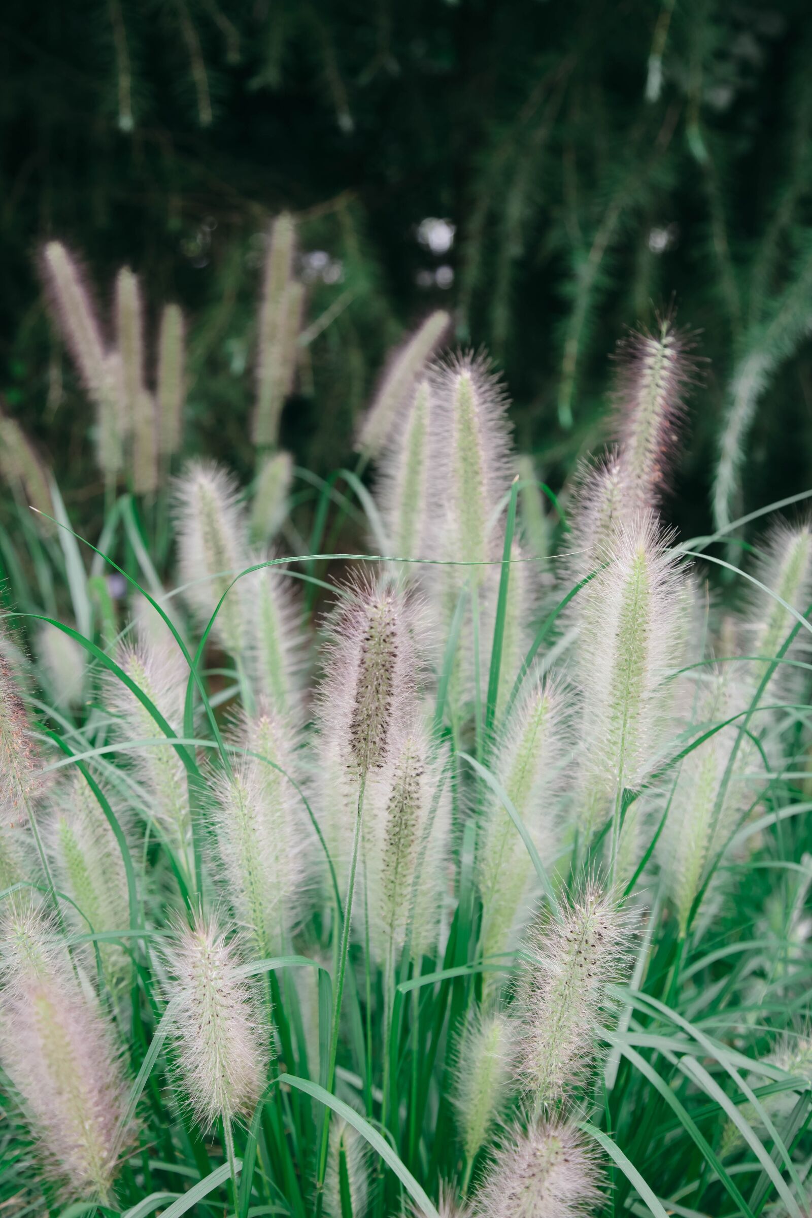 Canon EOS 5D Mark II + Canon EF 24-105mm F4L IS USM sample photo. Reed, flowers, plant photography