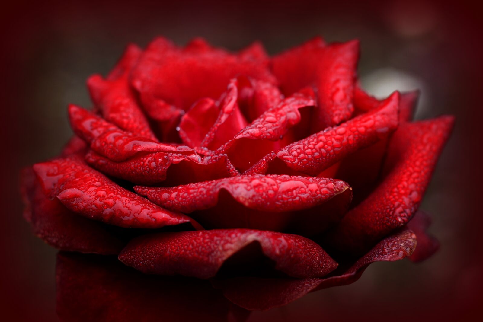Canon EF 50mm F1.8 STM sample photo. Rose, love, red photography