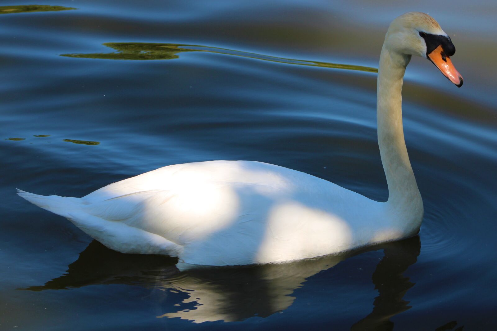 Canon EF75-300mm f/4-5.6 sample photo. Swan, bird, water photography