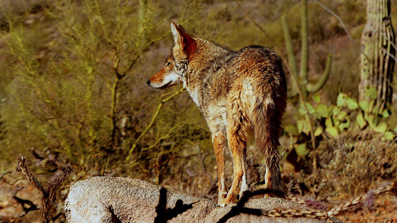 Panasonic Lumix DMC-FZ200 sample photo. Animal, coyote, arizona photography